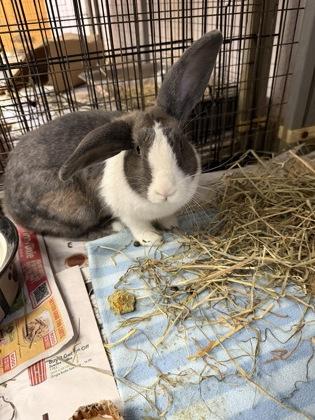 Enlarge Thumper, a Adoptable Dutch in Largo, FL image 1/3