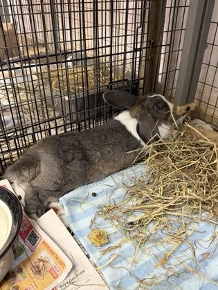 Enlarge Thumper, a Adoptable Dutch in Largo, FL image 2/3