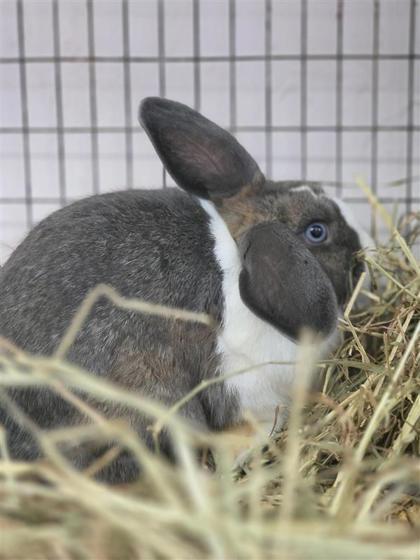 Enlarge Thumper, a Adoptable Dutch in Largo, FL image 3/3