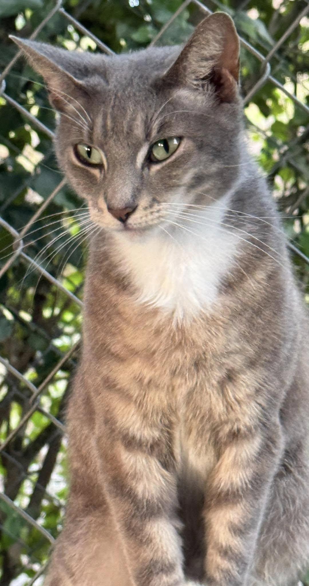 LUNA, an adoptable Domestic Short Hair & Tabby Mix in Royal Palm Beach, FL_image-1
