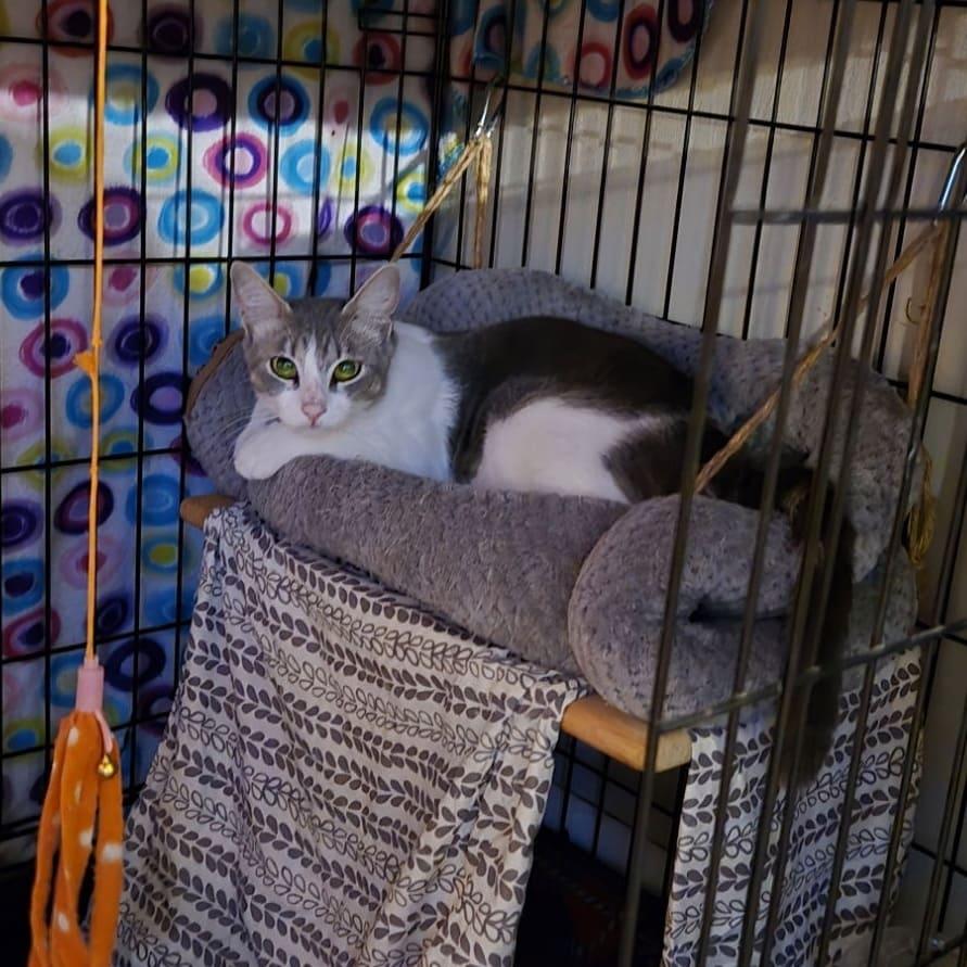 Enlarge Sora, a Adoptable Domestic Short Hair in Tampa, FL image 2/2