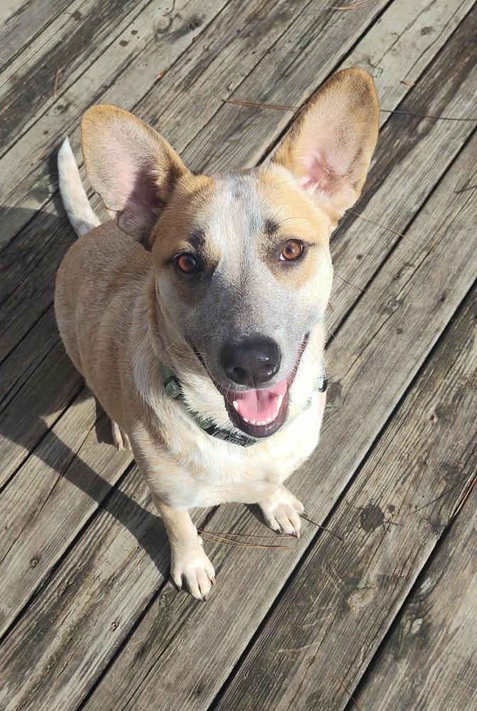 Enlarge Gretchen, a Adoptable mixed breed in Boston, MA image 2/6