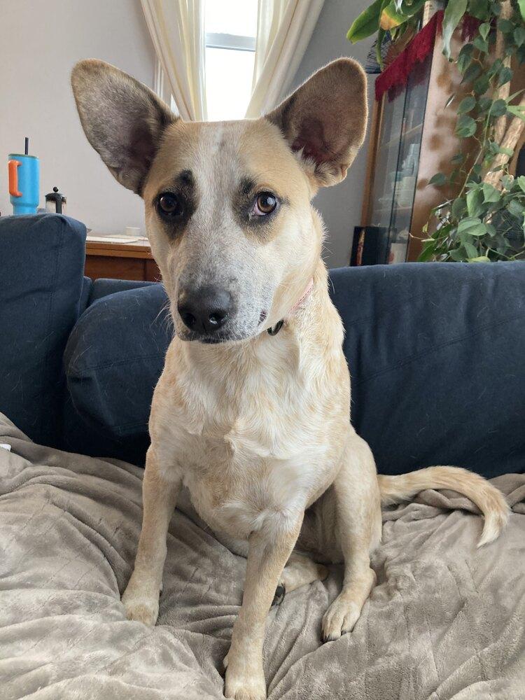 Enlarge Gretchen, a Adoptable mixed breed in Boston, MA image 3/6