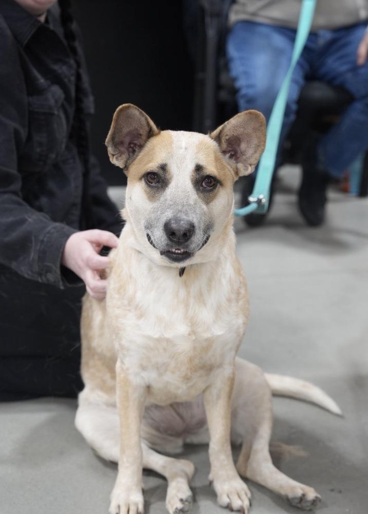 Enlarge Gretchen, a Adoptable mixed breed in Boston, MA image 4/6