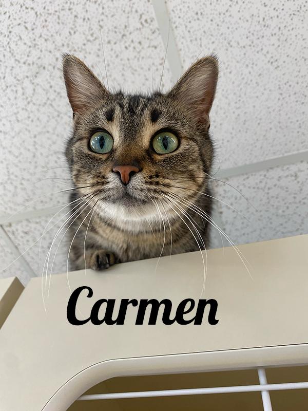 Carmen, ADOPTABLE, Adult Female Domestic Short Hair.