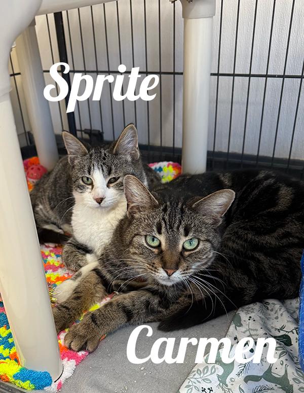 Carmen, a ADOPTABLE Domestic Short Hair in Manistee, MI image 2/2