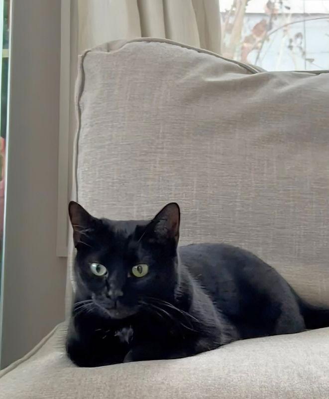 Enlarge Ash, a Adopted mixed breed in Knoxville, TN image 1/3