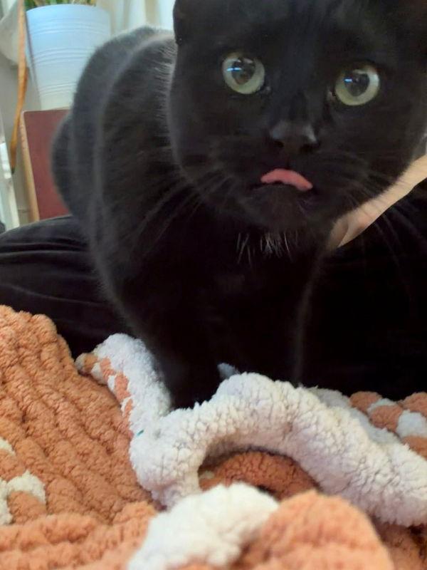 Enlarge Ash, a Adopted mixed breed in Knoxville, TN image 2/3