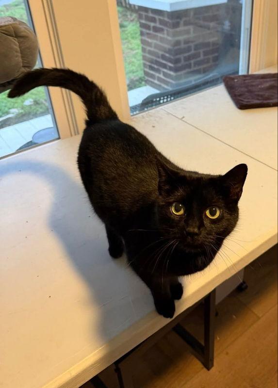 Enlarge Ash, a Adopted mixed breed in Knoxville, TN image 3/3