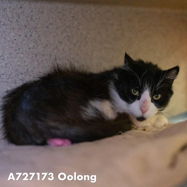 OOLONG, Adoptable, Adult Male Domestic Long Hair.