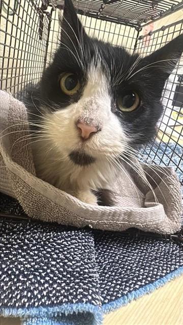 Enlarge OOLONG, a Adoptable Domestic Long Hair in Sacramento, CA image 1/1