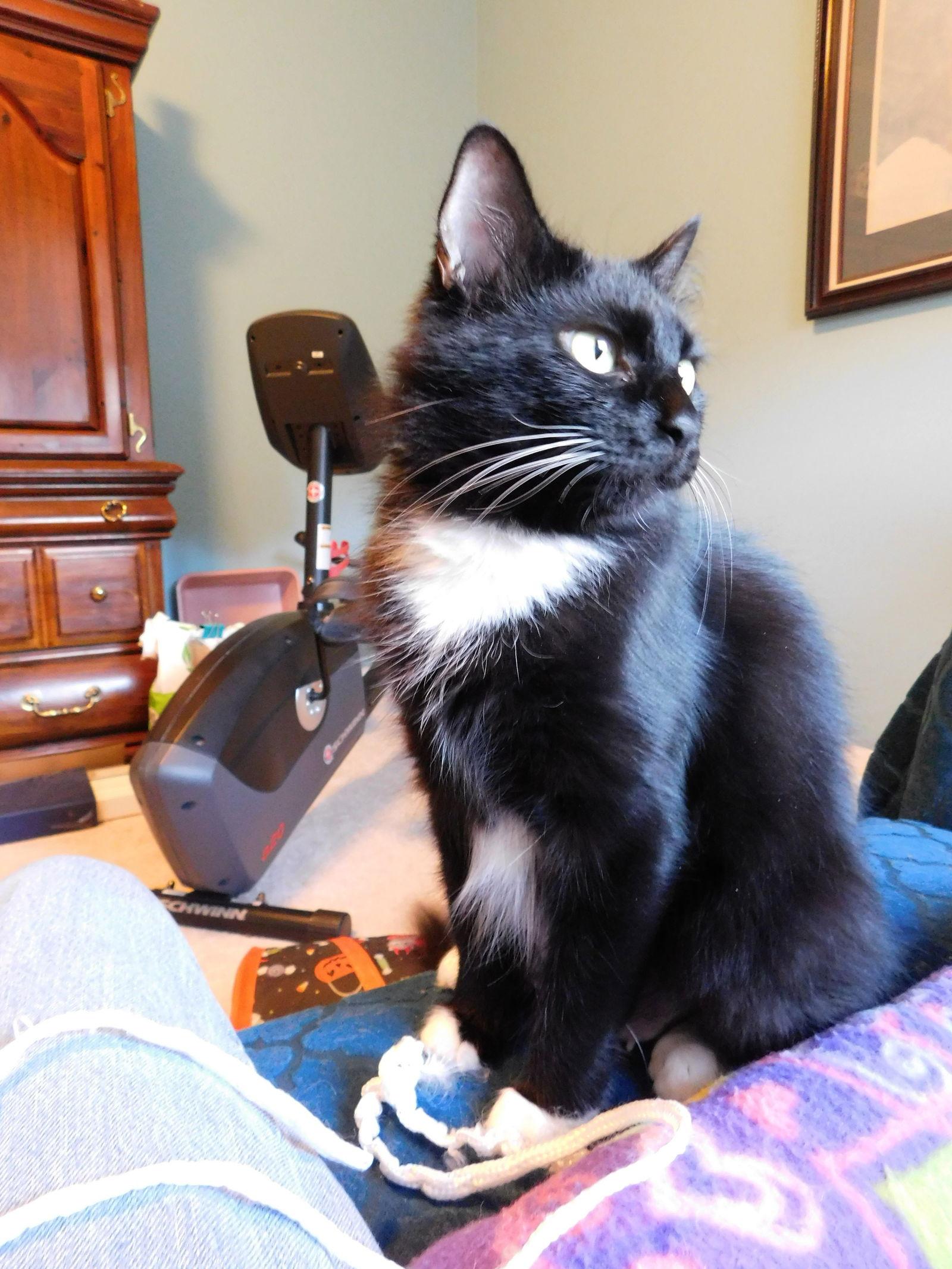 Lottie, a Adoptable Tuxedo in Rural Hall, NC image 1/3