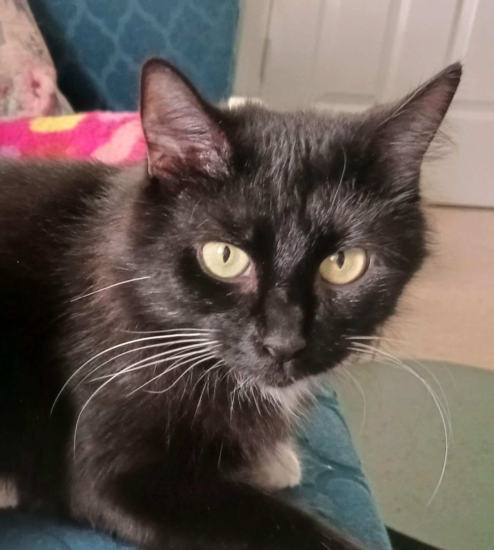 Lottie, a Adoptable Tuxedo in Rural Hall, NC image 3/3