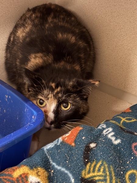 Oaki - Working Cat, Adoptable, Adult Female Domestic Short Hair.