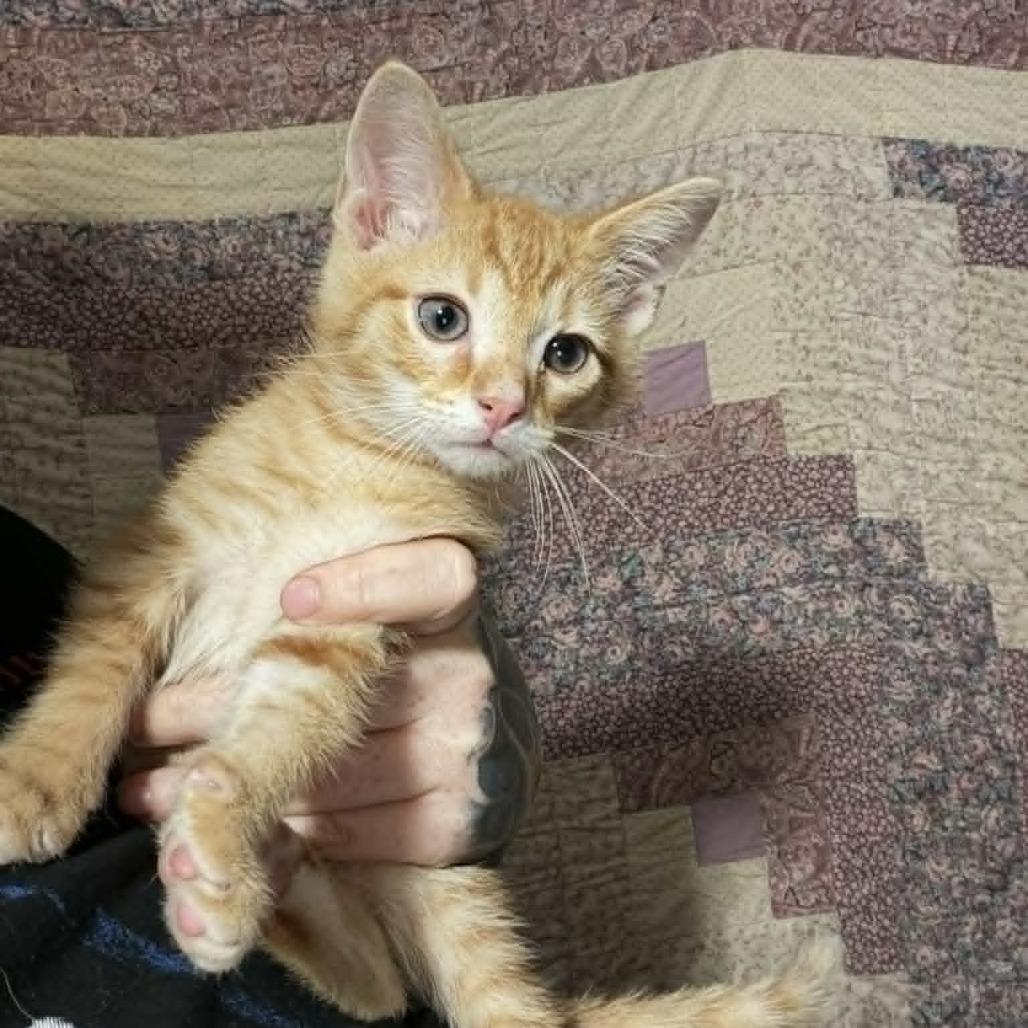 Hungry Hungry Hippo, a Adoptable Domestic Medium Hair in Middletown, OH image 3/5