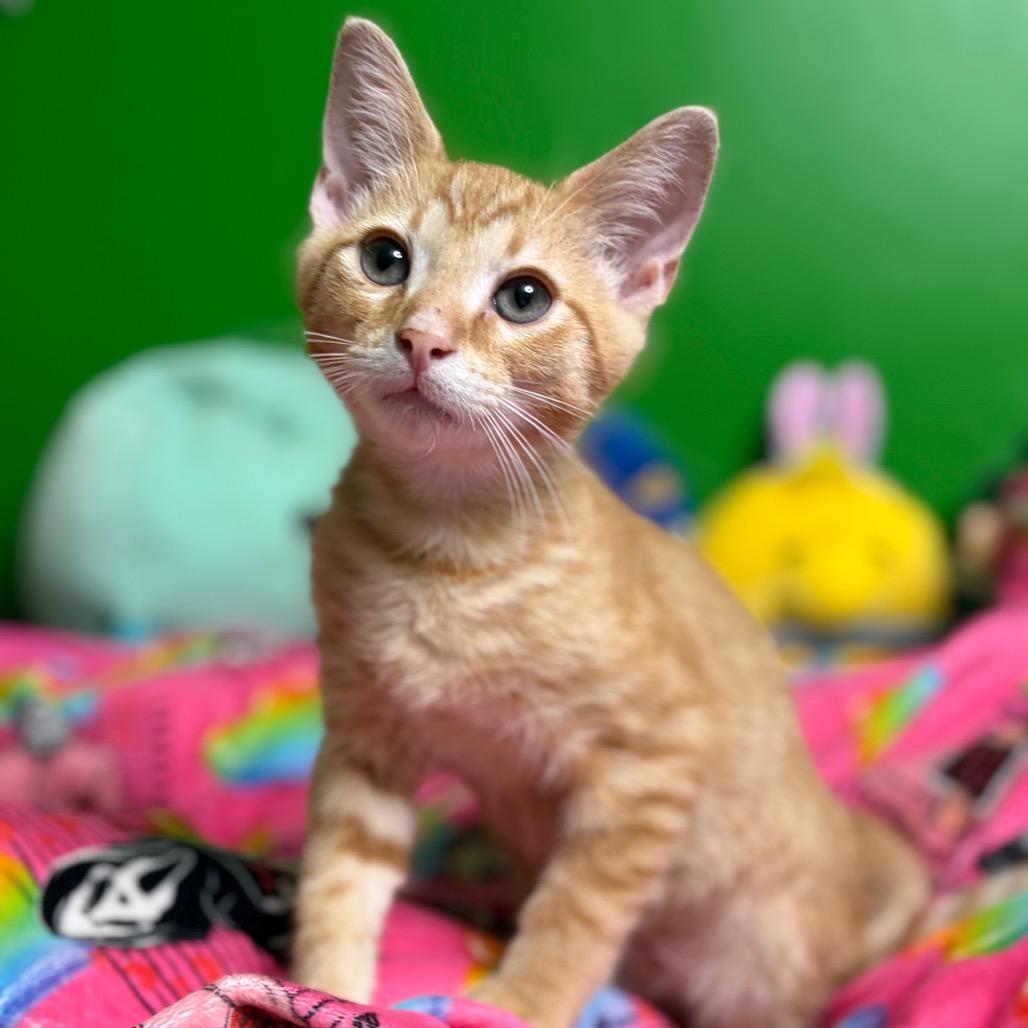 Hungry Hungry Hippo, a Adoptable Domestic Medium Hair in Middletown, OH image 4/5
