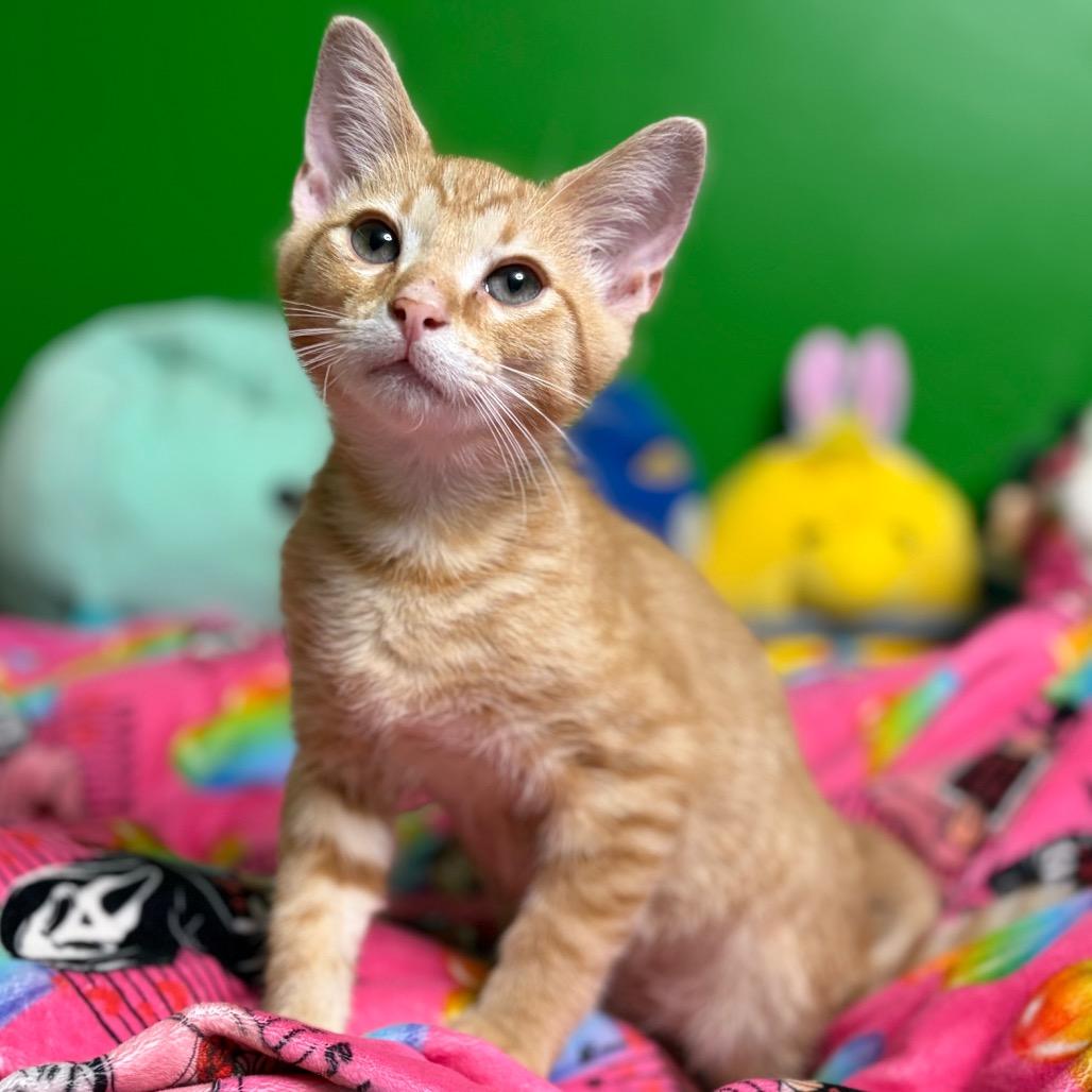 Hungry Hungry Hippo, a Adoptable Domestic Medium Hair in Middletown, OH image 5/5