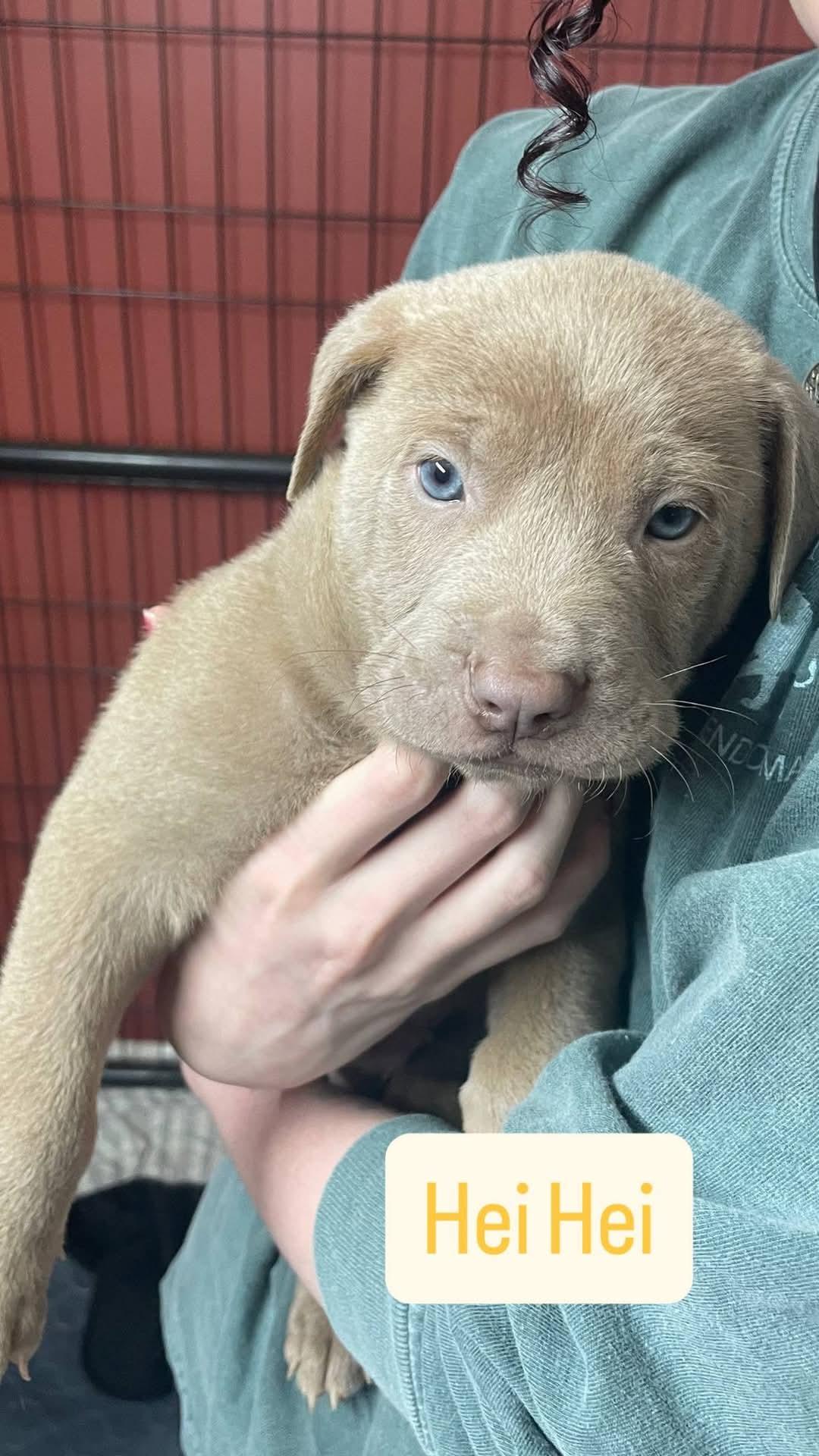 Hei Hei, Adoptable, Puppy Male Labrador Retriever & Chow Chow.