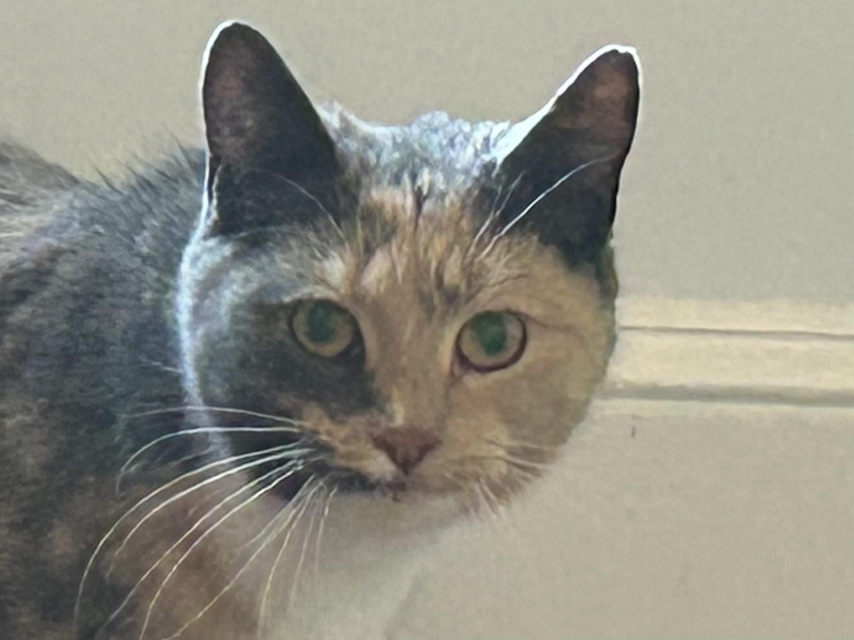 Enlarge Polly, a ADOPTABLE Domestic Short Hair in New Britain, CT image 1/1