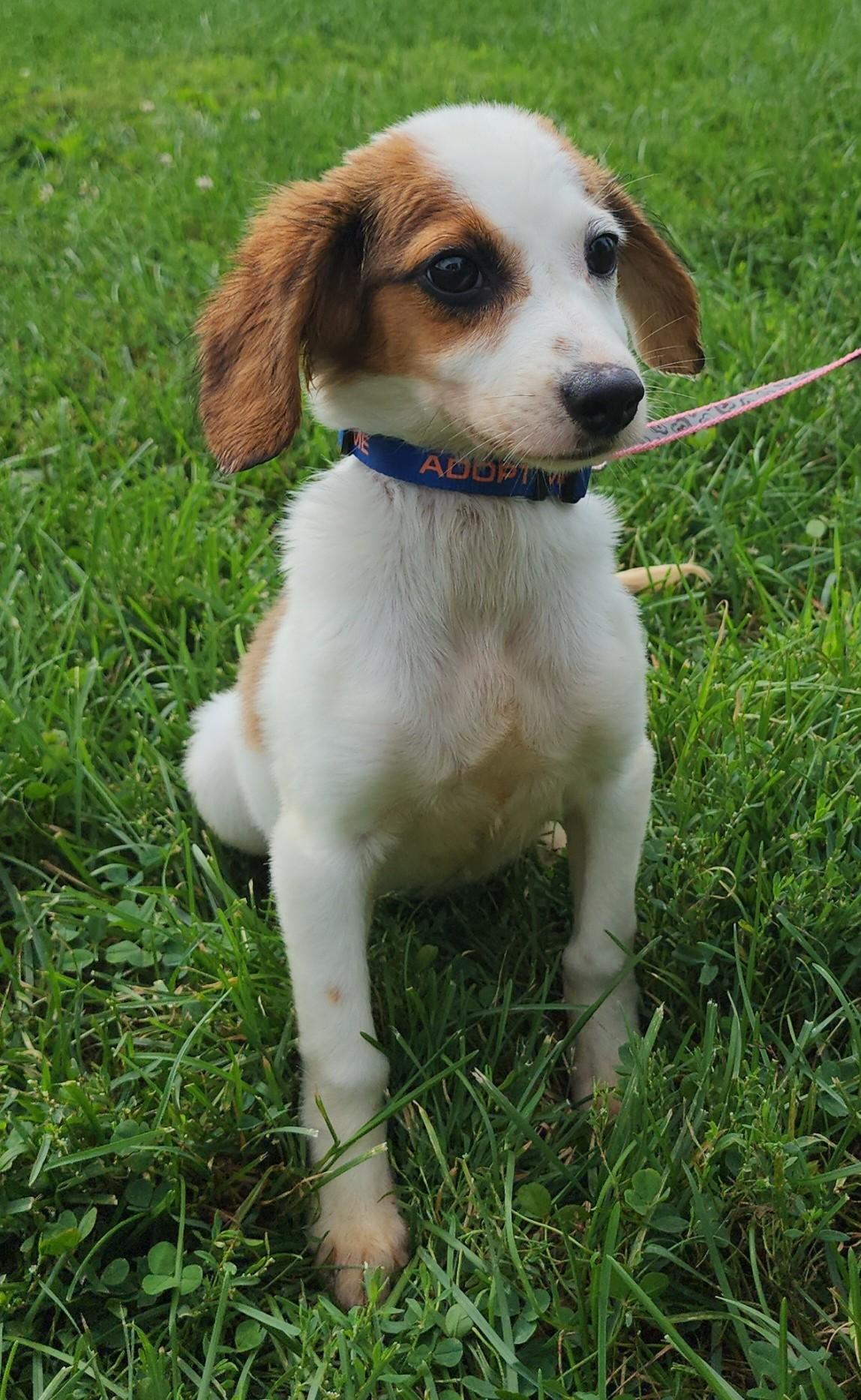 Tinkerbelle, Adoptable, Young Female Miniature Dachshund.