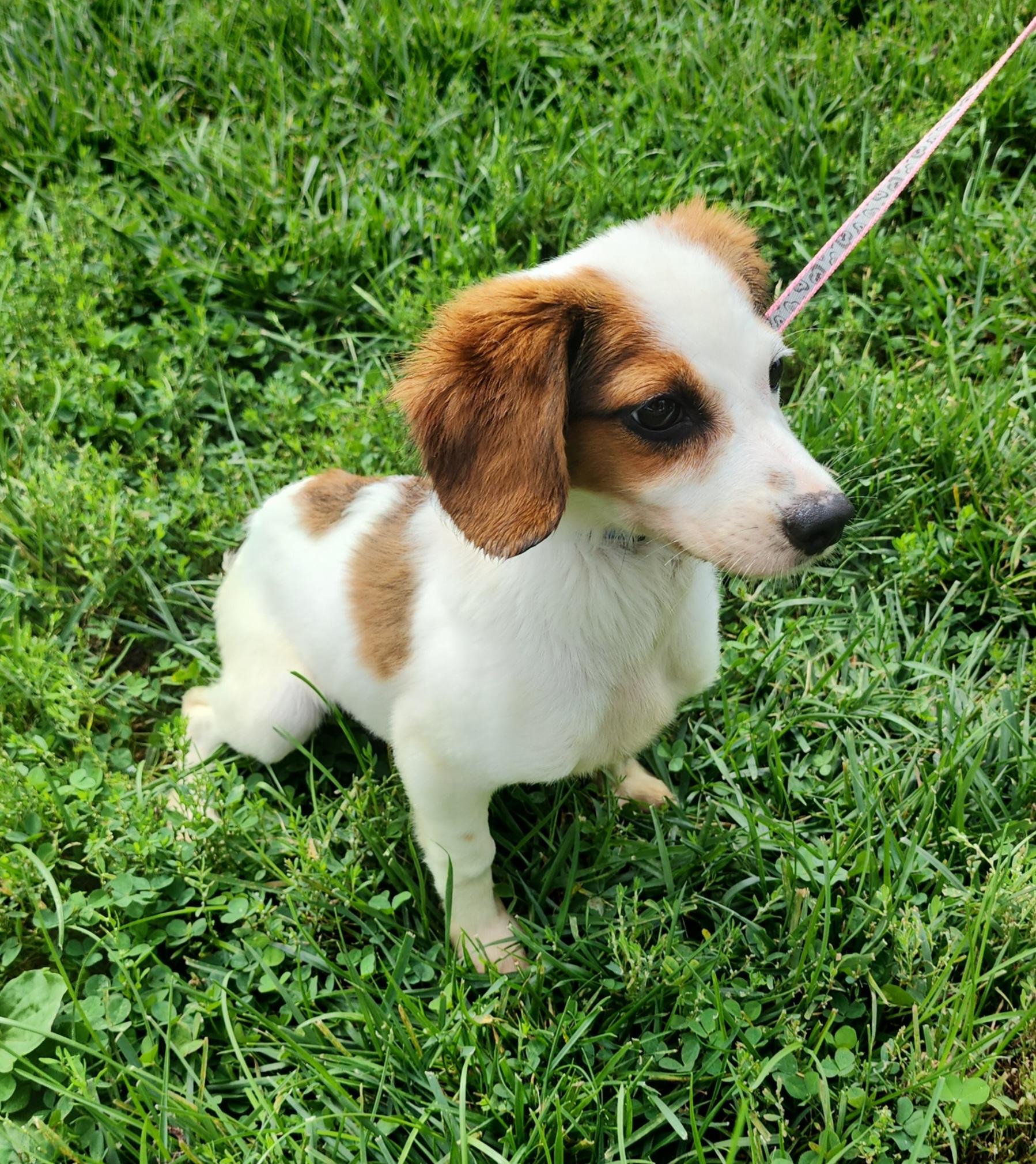 Enlarge Tinkerbelle, a Adoptable Miniature Dachshund in Fairfield, IA image 2/2