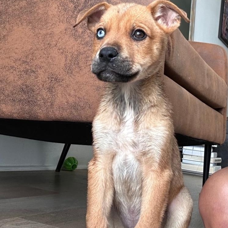 Enlarge KC, an adopted mixed breed in Colonial Heights, VA image 1/1