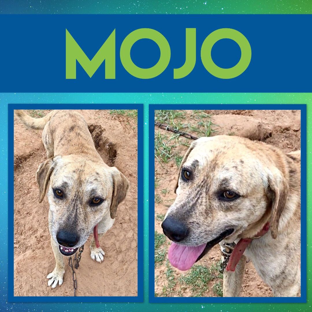 Enlarge MoJo, a Adoptable mixed breed in Ashdown, AR image 1/4