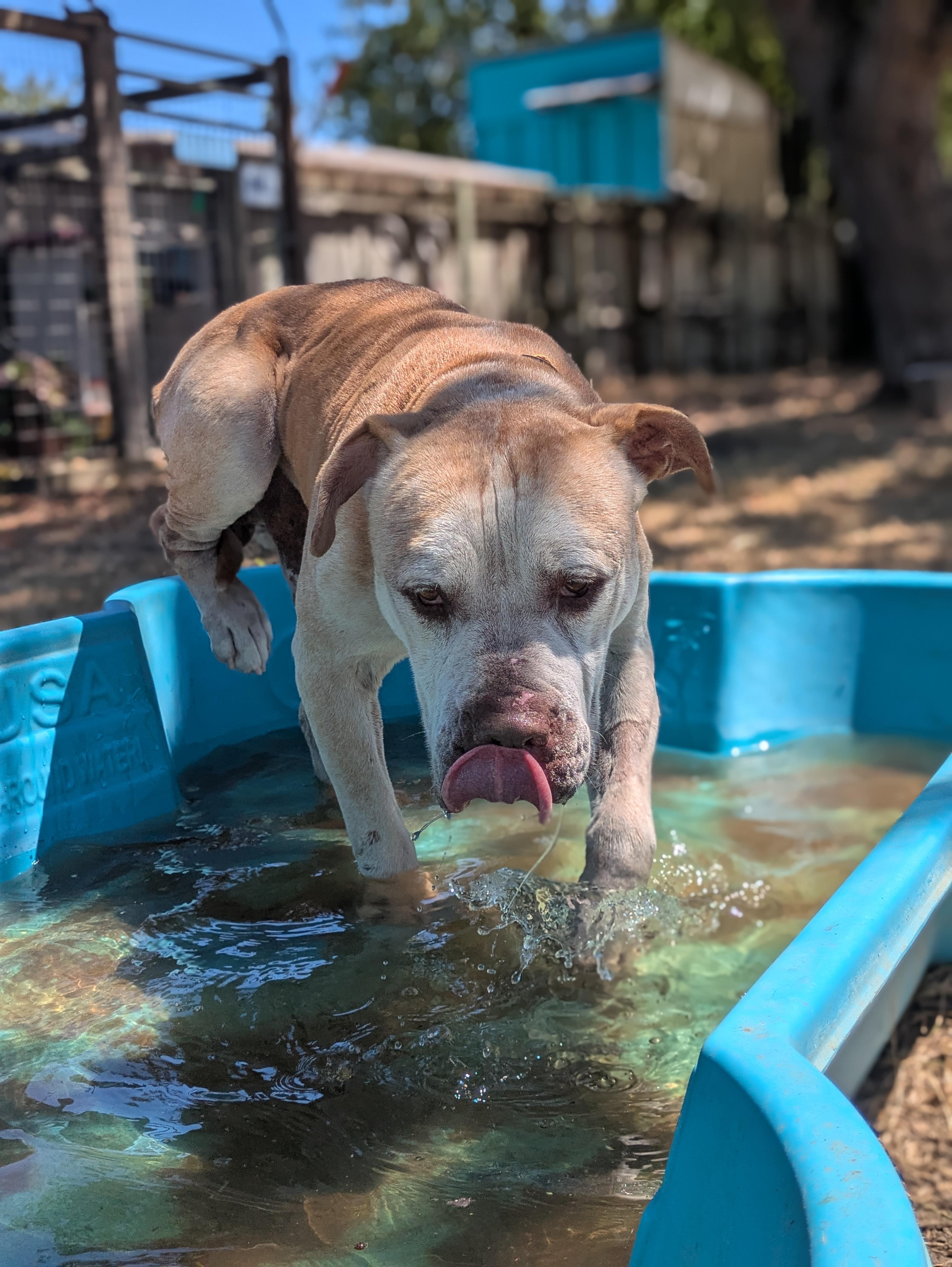 Turbo, a ADOPTABLE mixed breed in Santa Rosa, CA image 2/6
