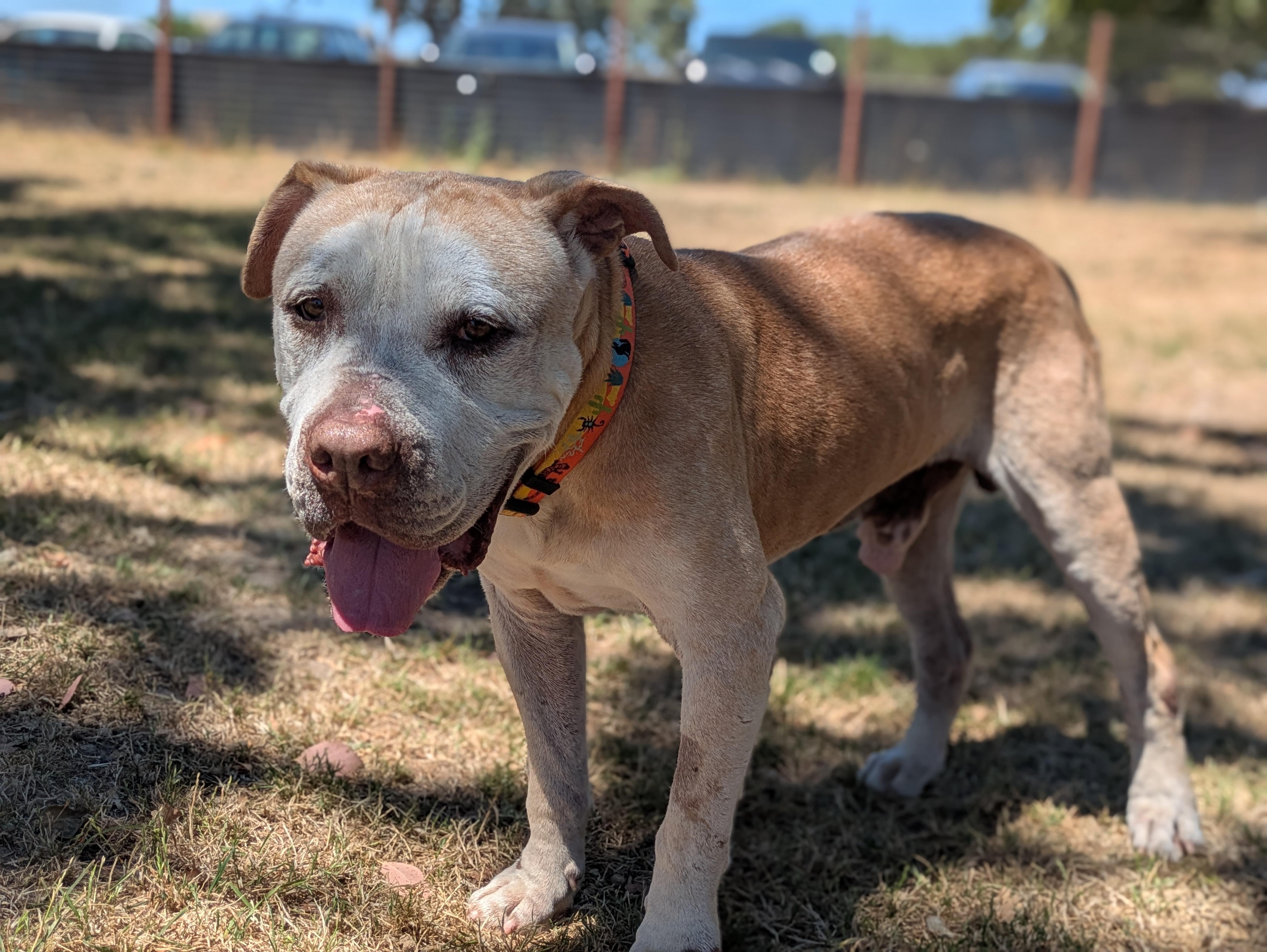 Turbo, a ADOPTABLE mixed breed in Santa Rosa, CA image 3/6