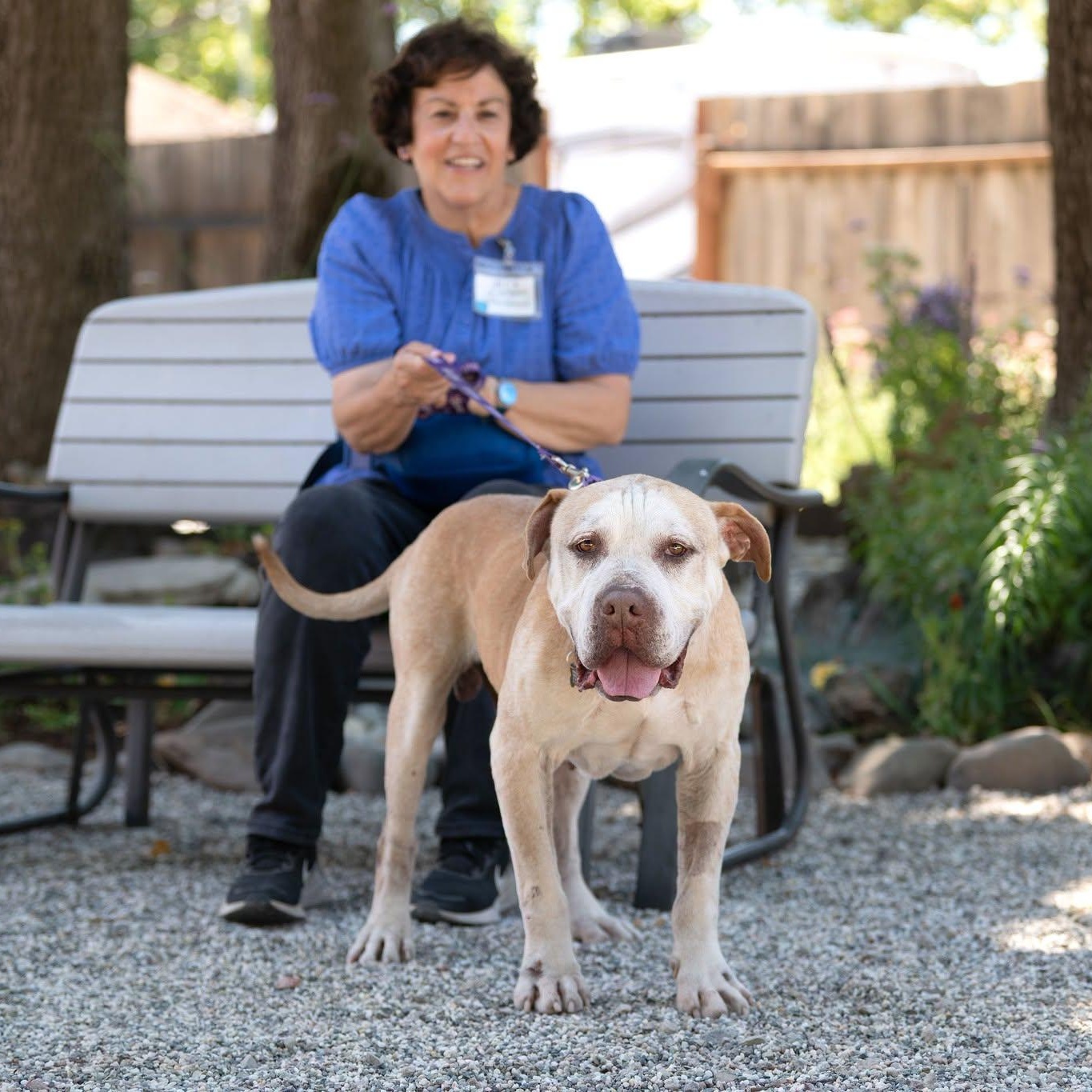 Turbo, ADOPTABLE, Senior Male Pit Bull Terrier.