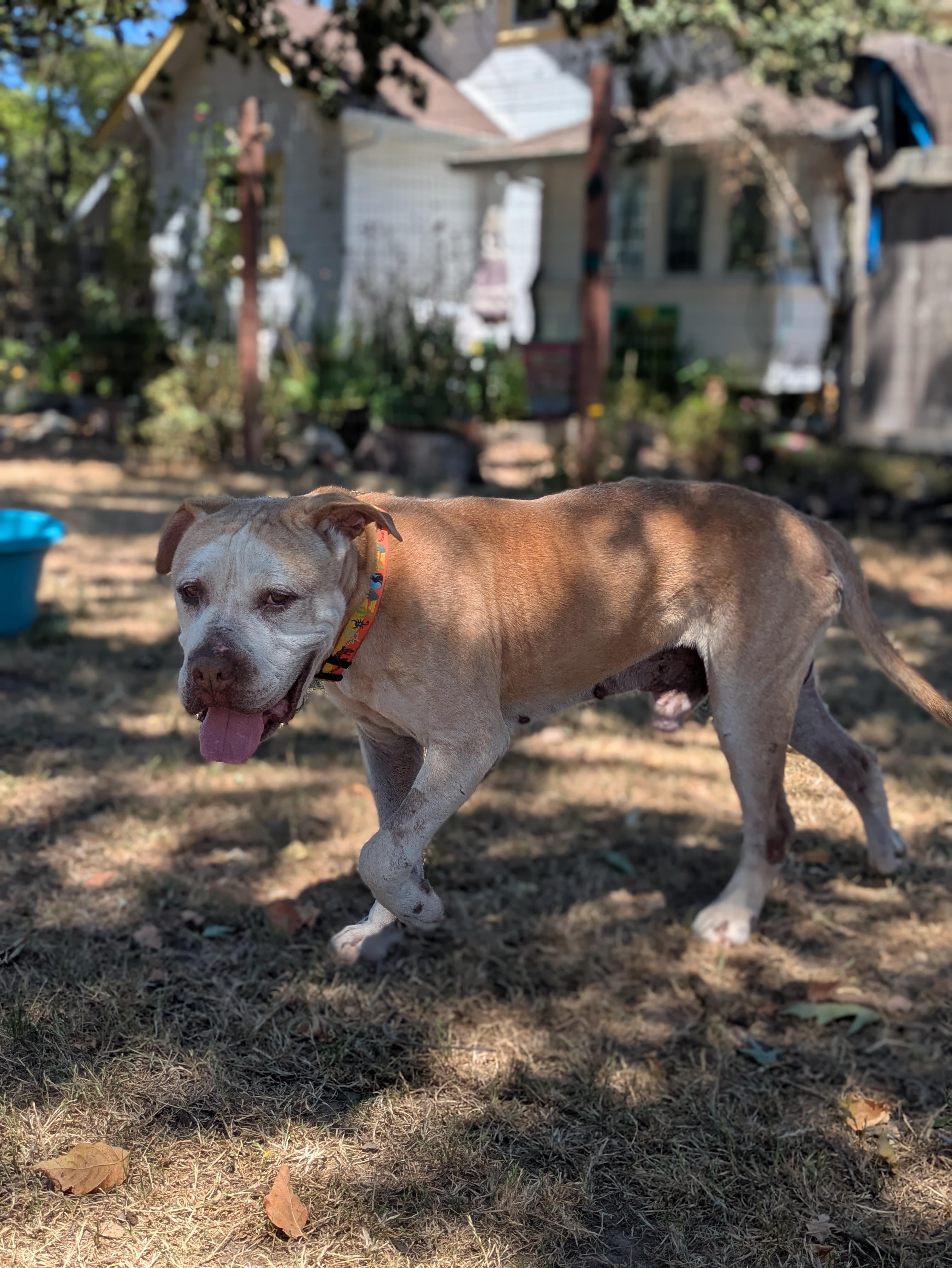 Turbo, a ADOPTABLE mixed breed in Santa Rosa, CA image 5/6
