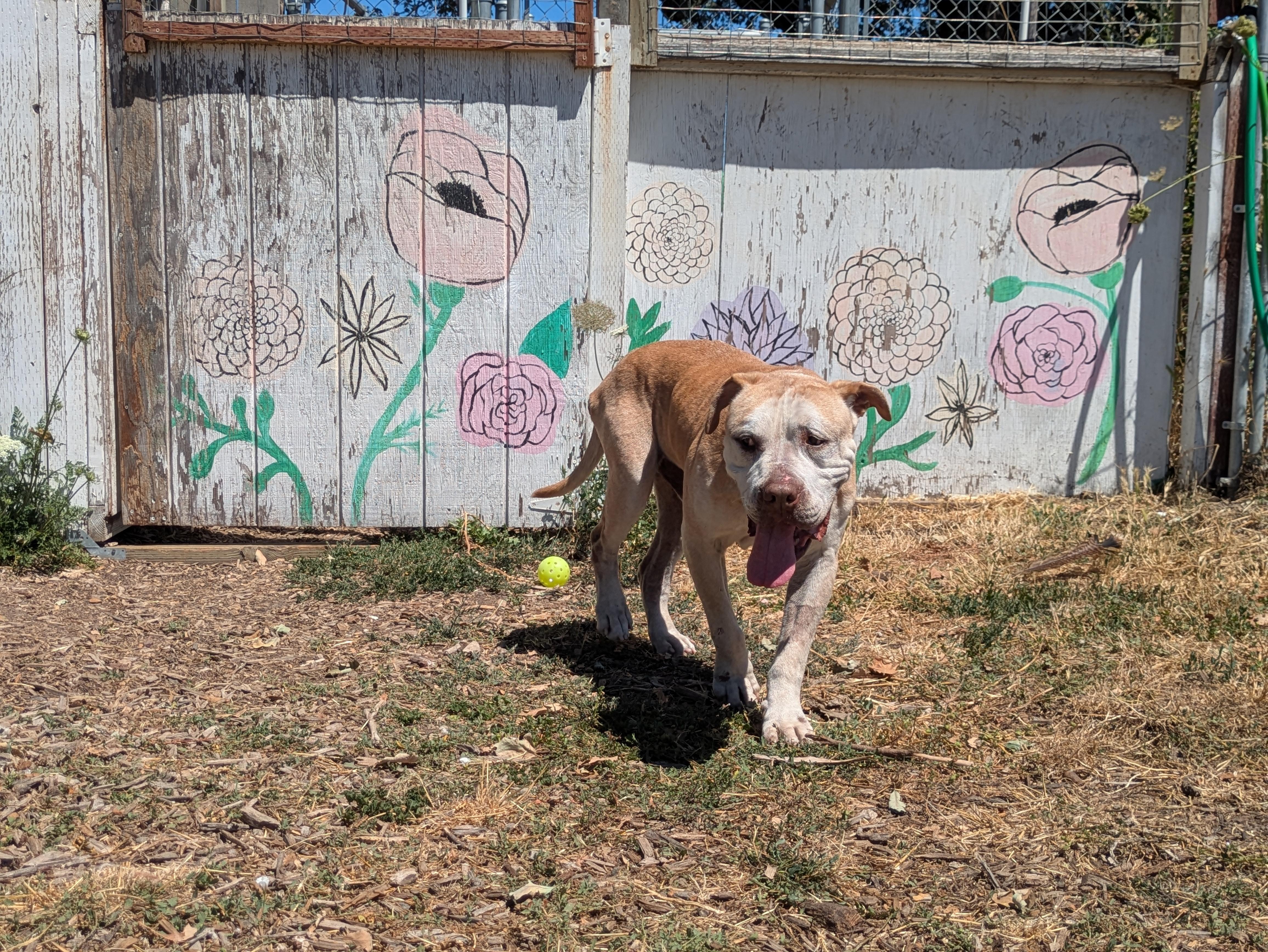 Turbo, a ADOPTABLE mixed breed in Santa Rosa, CA image 6/6