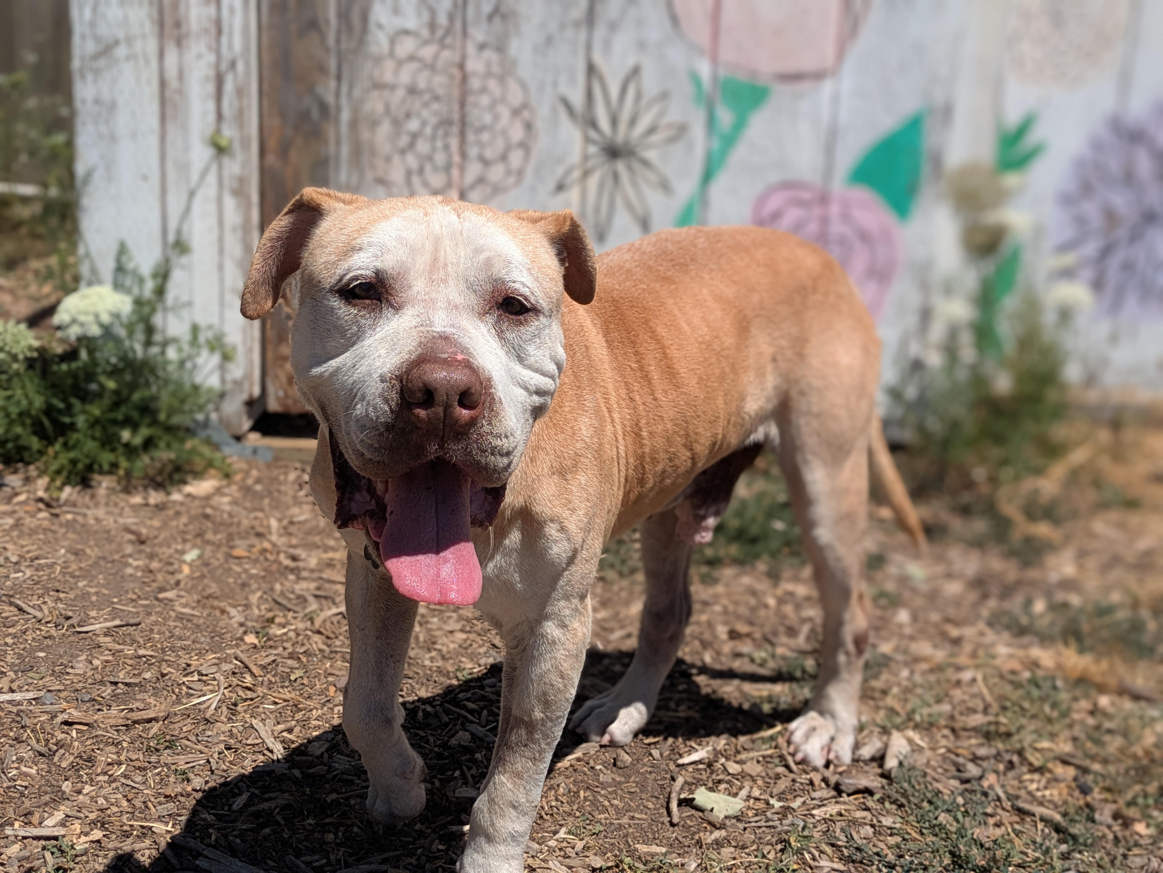 Turbo, a ADOPTABLE mixed breed in Santa Rosa, CA image 4/6