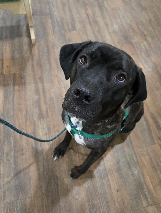 Enlarge Fernie, a Adoptable Mixed Breed in Warrington, PA image 2/6