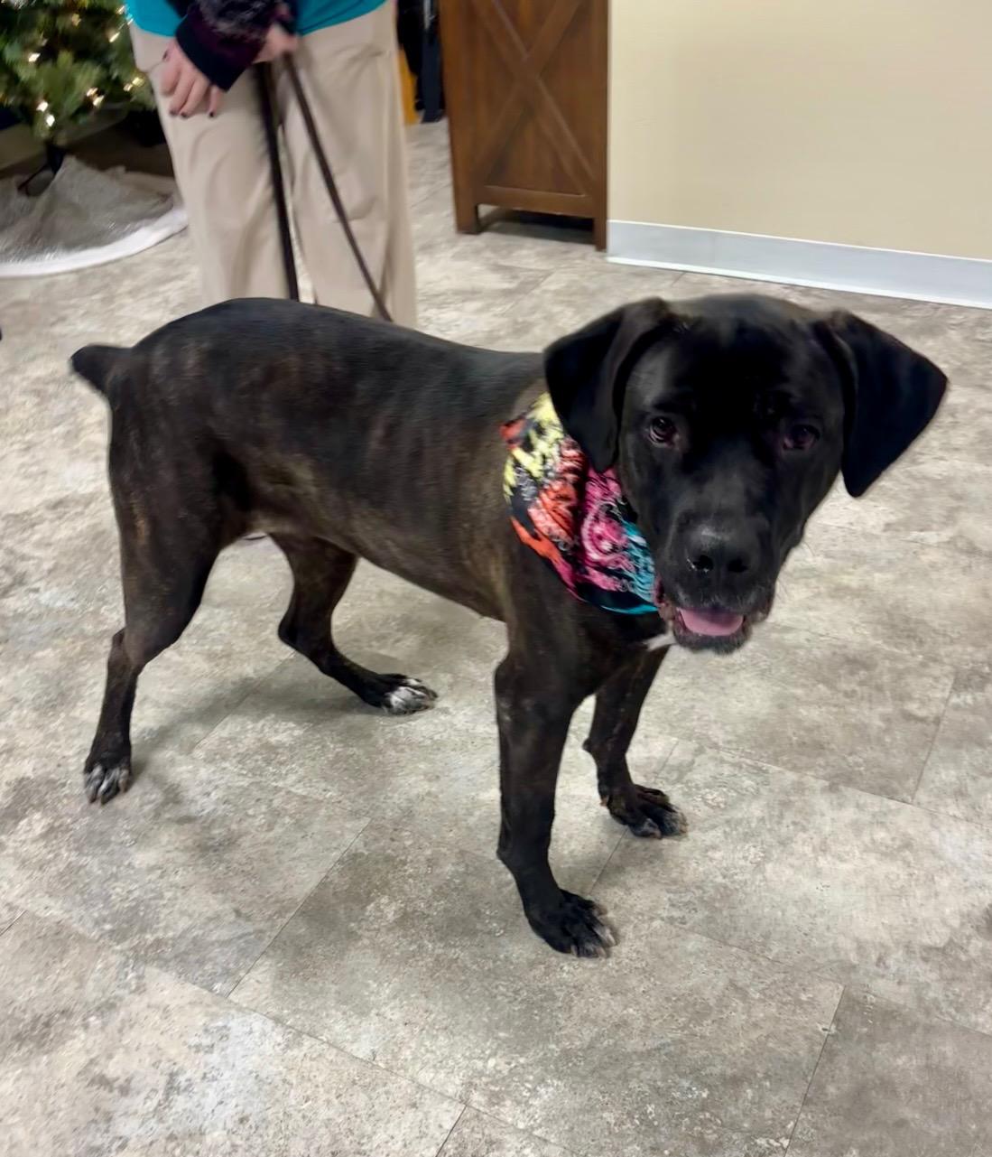 Fernie, Adoptable, Adult Female Mixed Breed.