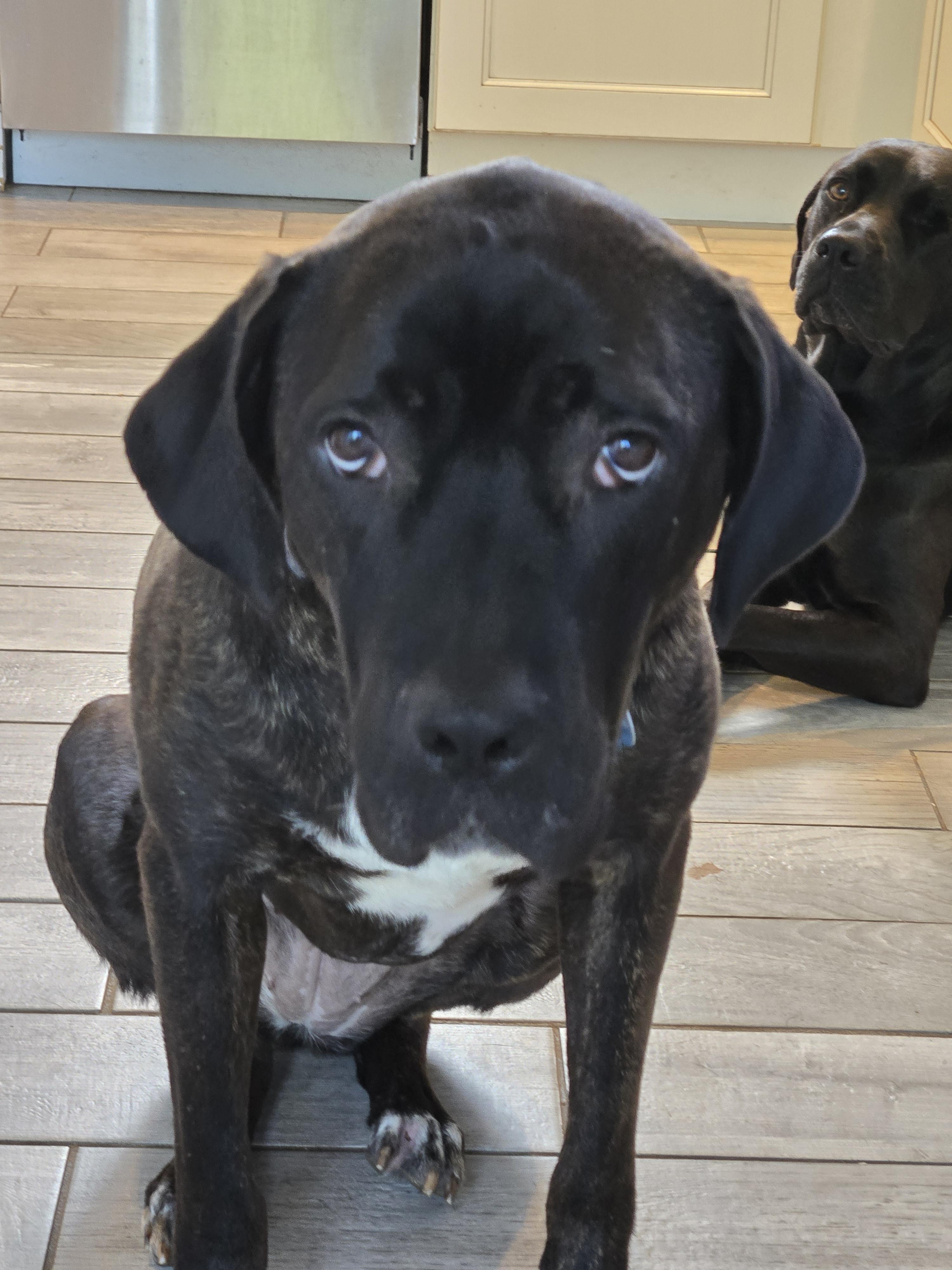 Enlarge Fernie, a Adoptable Mixed Breed in Warrington, PA image 2/5