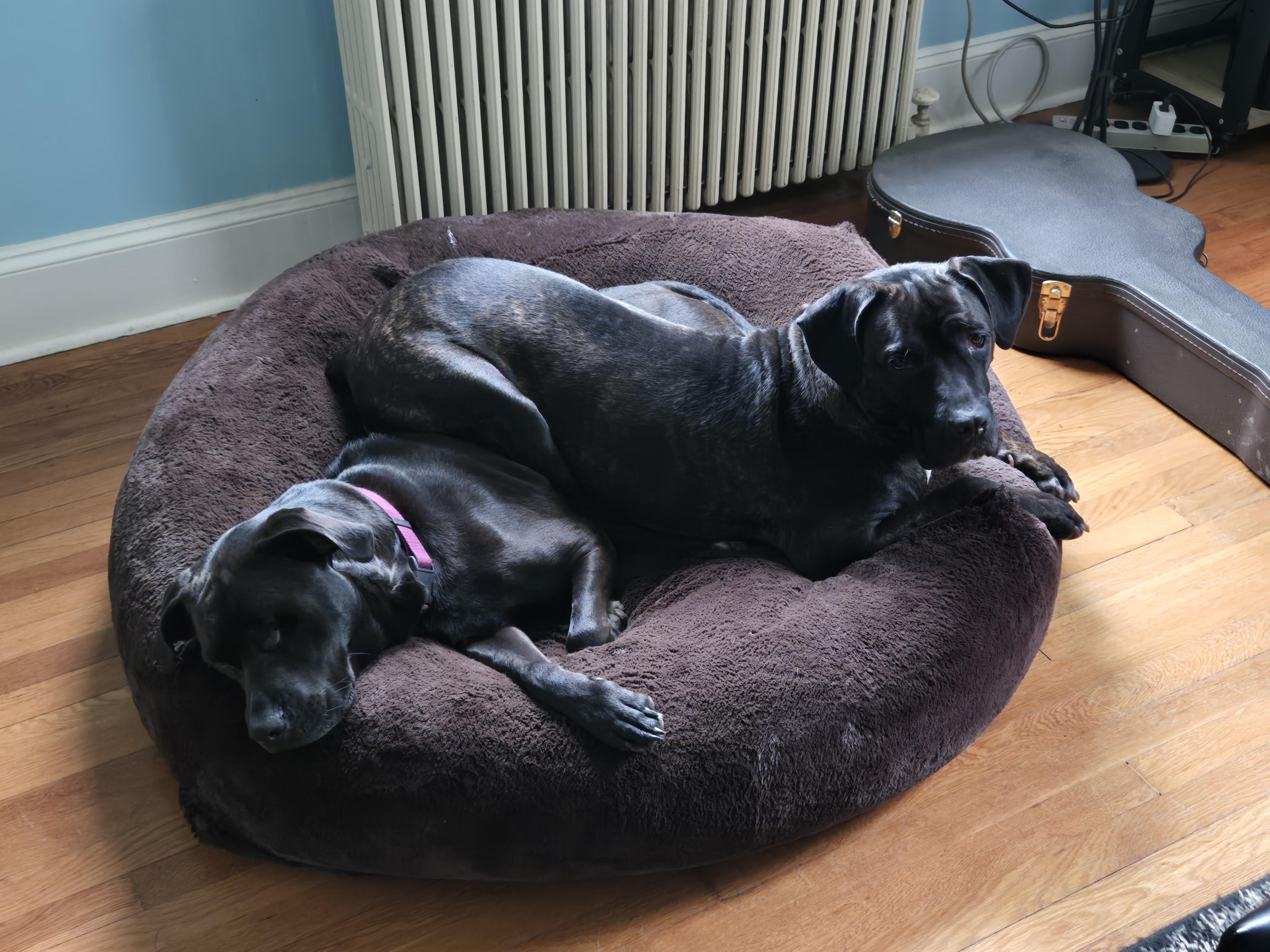 Enlarge Fernie, a Adoptable Mixed Breed in Warrington, PA image 3/5