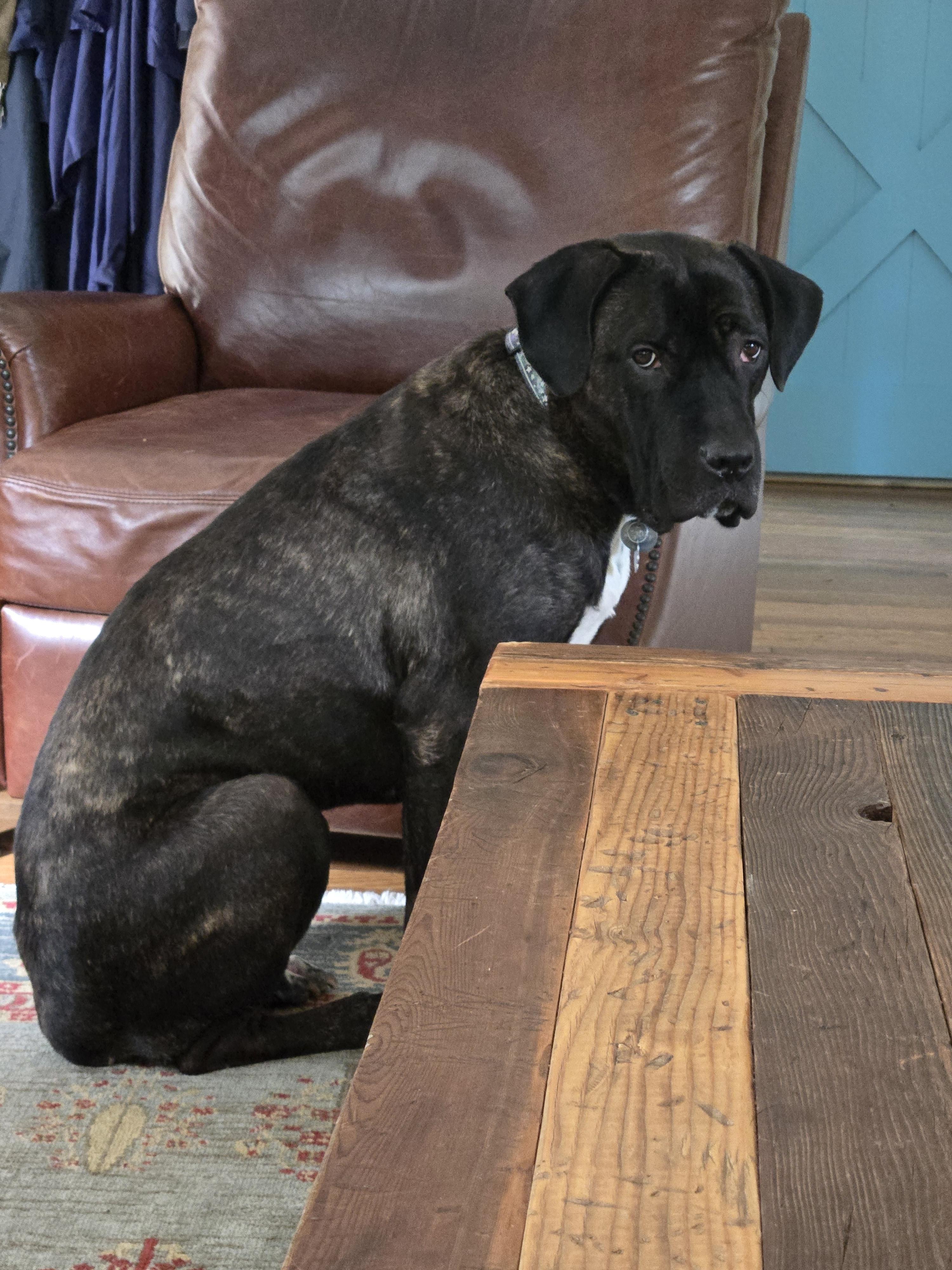 Enlarge Fernie, a Adoptable Mixed Breed in Warrington, PA image 4/5