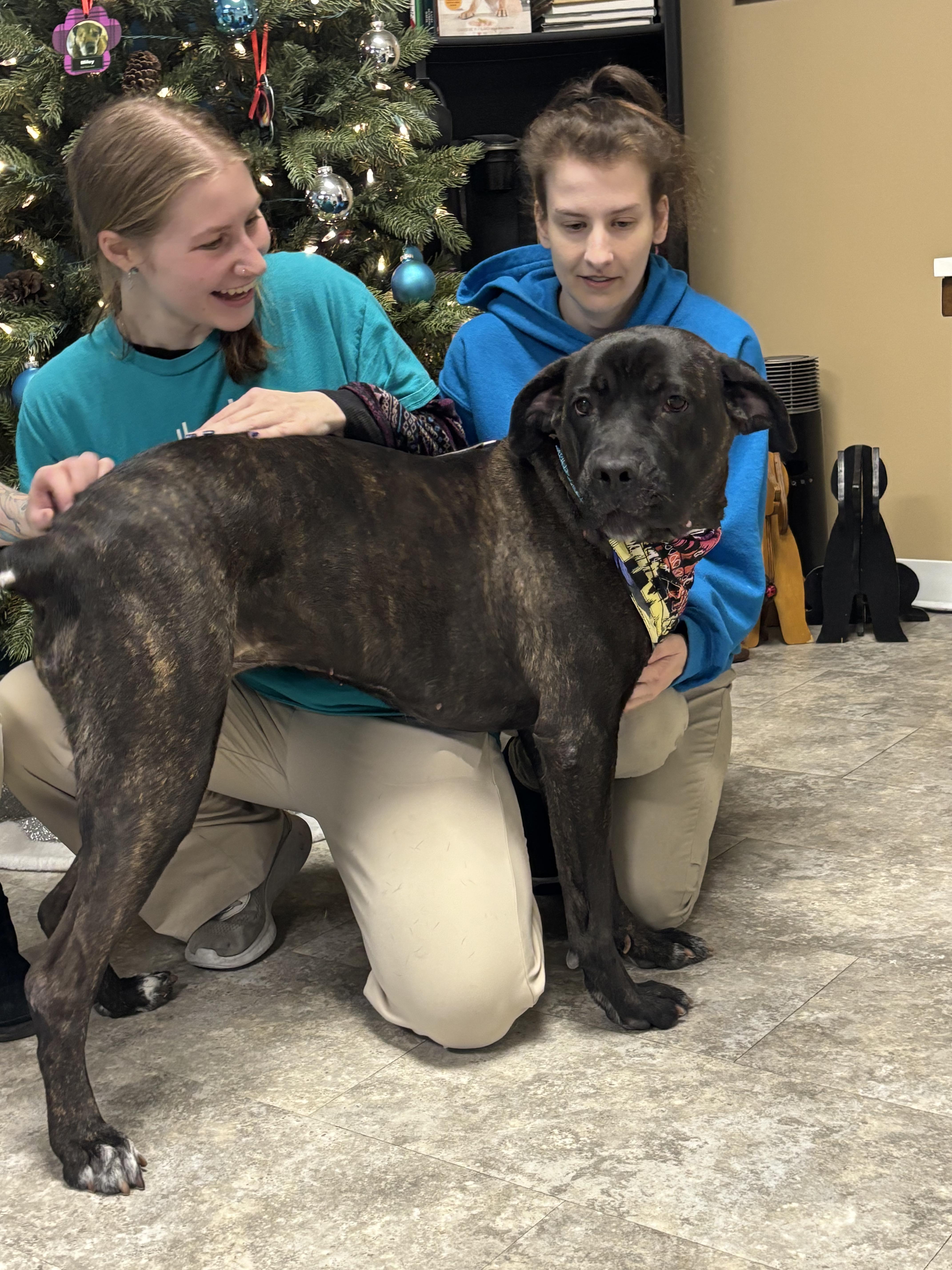 Enlarge Fernie, a Adoptable Mixed Breed in Warrington, PA image 4/6