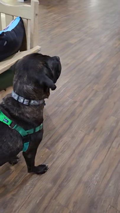 Enlarge Fernie, a Adoptable Mixed Breed in Warrington, PA video 5/5