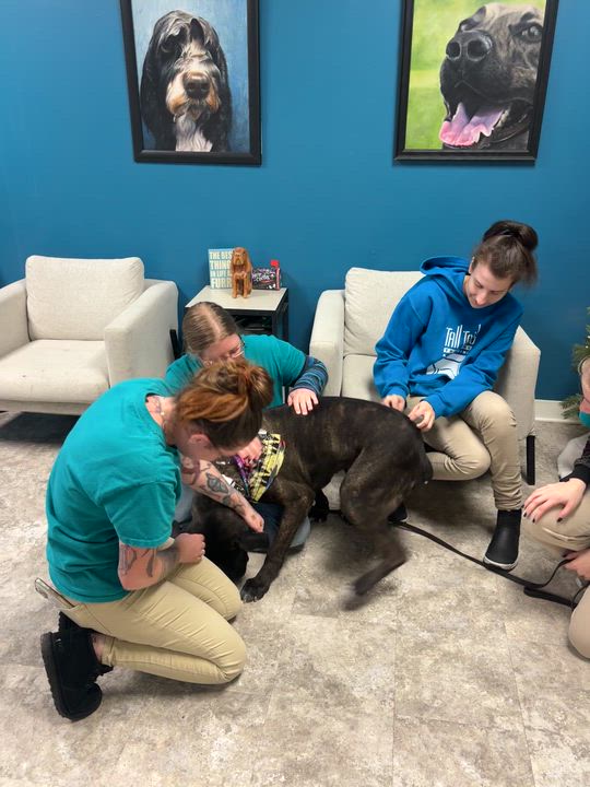 Enlarge Fernie, a Adoptable Mixed Breed in Warrington, PA video 6/6