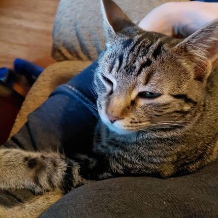 Francis, Adoptable, Kitten Female Tabby.