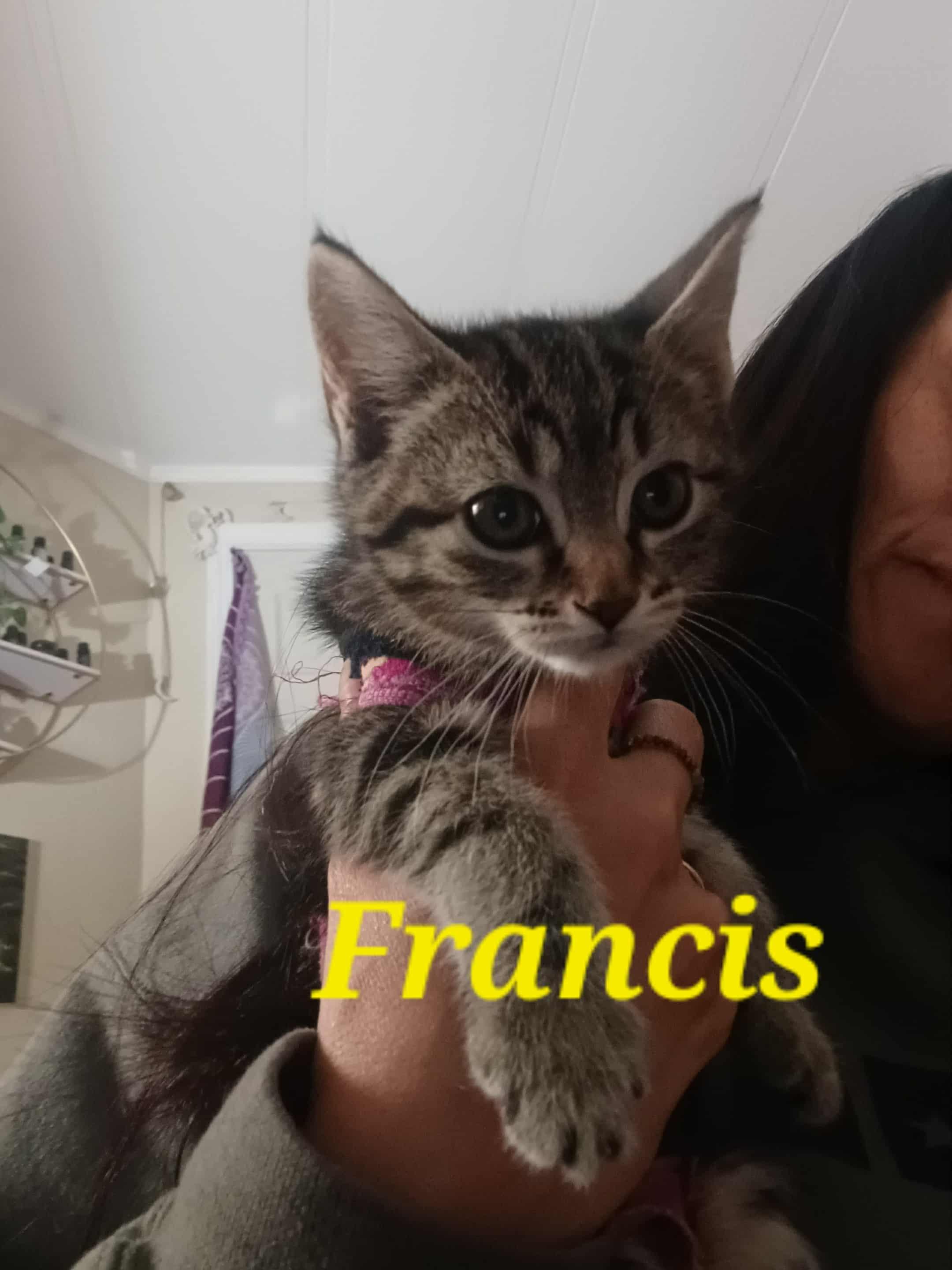 Enlarge Francis, a Adoptable Tabby in Eugene, OR image 1/1