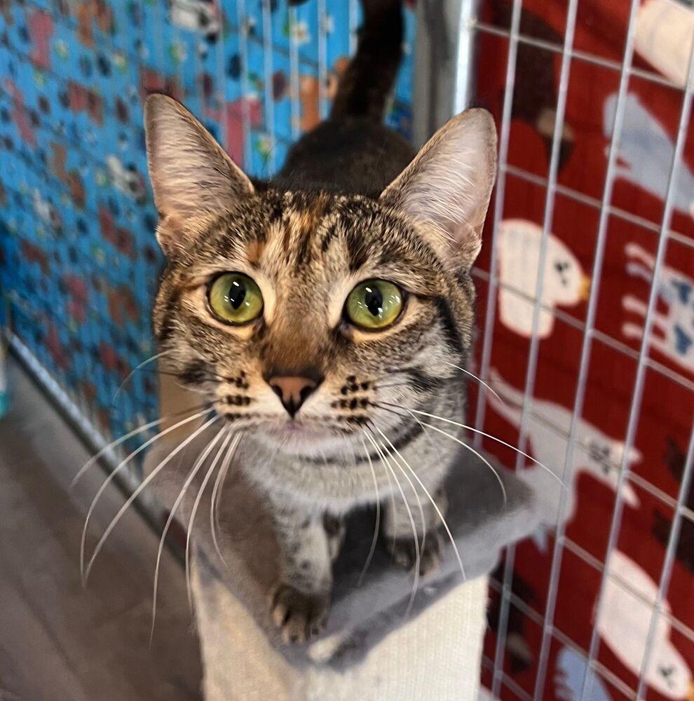 Louise, Adoptable, Young Female Domestic Short Hair.