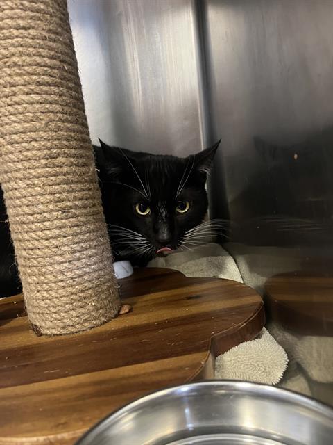 Enlarge HANK, a Adoptable Domestic Short Hair in Brewster, MA image 1/1