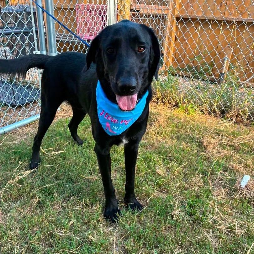 Waylon, ADOPTABLE, Young Male Labrador Retriever.