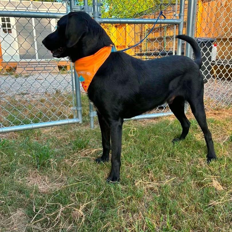 Enlarge Waylon, a ADOPTABLE mixed breed in Barkhamsted, CT image 3/3