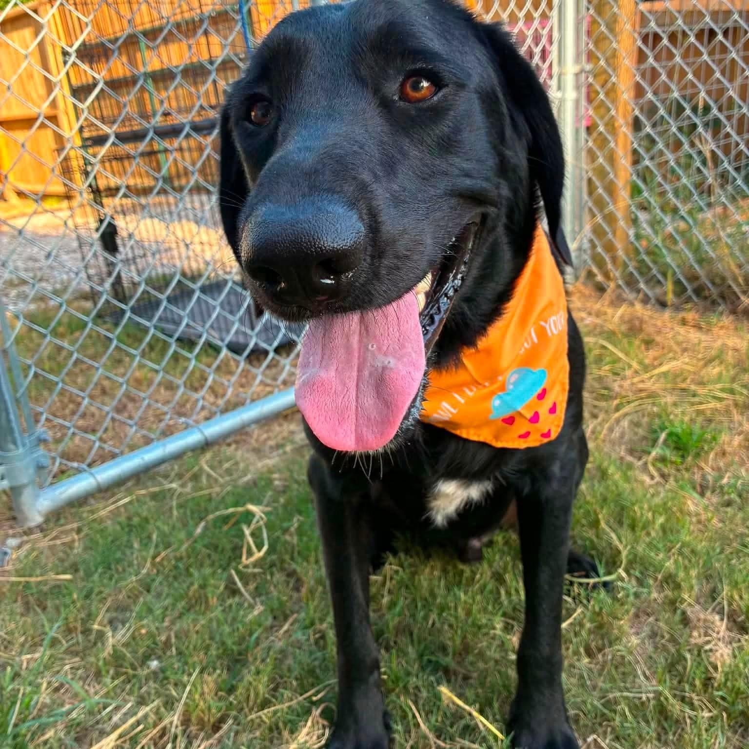 Enlarge Waylon, a ADOPTABLE mixed breed in Barkhamsted, CT image 2/3