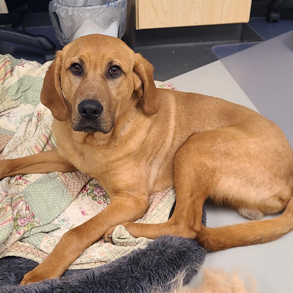 Cliff / AC 26289 B, Adoptable, Young Male Hound.