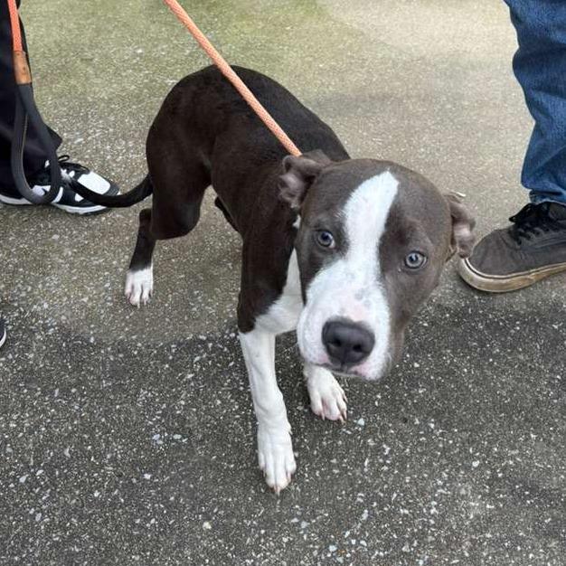 Enlarge Sug, a Adoptable Mixed Breed in Gadsden, AL image 1/1